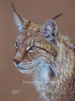 Lynx portrait - 41 hours
Brown Pastelmat
11.5 x 15"
Ref: Denise Laurent